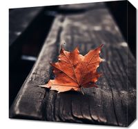 Obraz 40x40cm Pojedynczy Liść