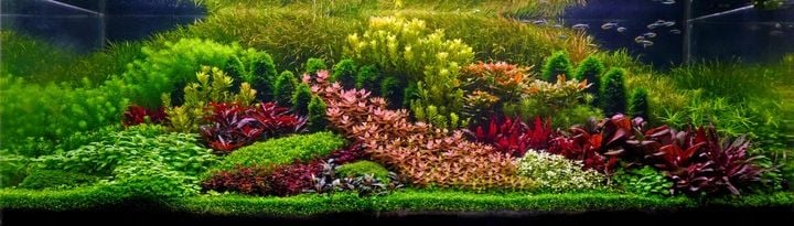 Podłoże Aktywne do Akwarium Siła Natury dla Twoich Roślin NATURE SOIL 3L zdjęcie 11