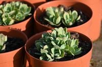 Rozchodnik okazały Meteor na skalniak