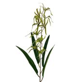 Storczyk pojedynczy gumowany zielony