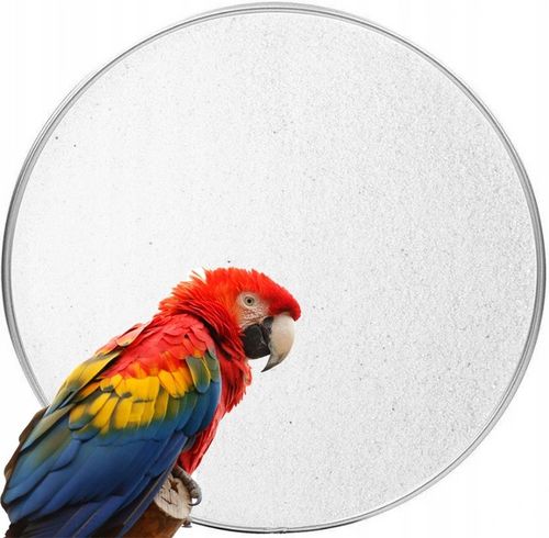 Biały Piasek Dla Papug Kanarków Od Producenta Pył Kąpielowy 15 KG Naturalny na Arena.pl