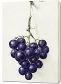 Obraz 70x100cm Kiść Winogron, Jean Bernard Vintage do Salonu