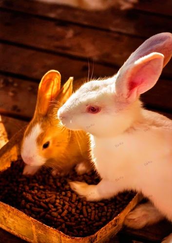 Żwirek dla kota królika chomika świnki Drewniany Jasny naturalny 15 kg na Arena.pl