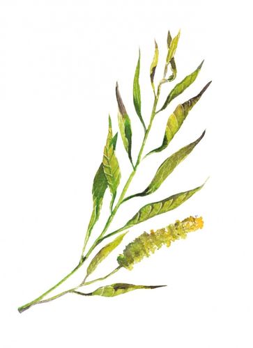 Gra Łąka (Meadow) PL na Arena.pl