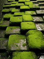 Plakat 15x20cm Zielona Mozaika