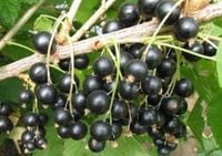 PORZECZKA CZARNA DUŻY OWOC