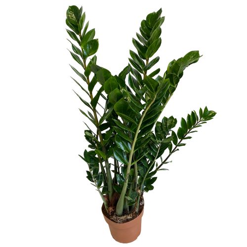 ZAMIOKULKAS (ZAMIOCULCAS) 100cm na Arena.pl