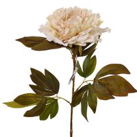 Peonia jesienna gałązka kremowo cytrynowo różowa