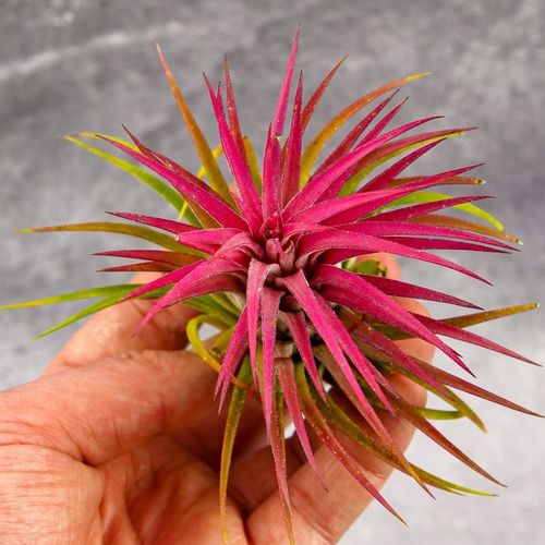 Tillandsia OPLĄTWA ionantha Intensywnie czerwona W ZIMOWYM OPAKOWANIU na Arena.pl