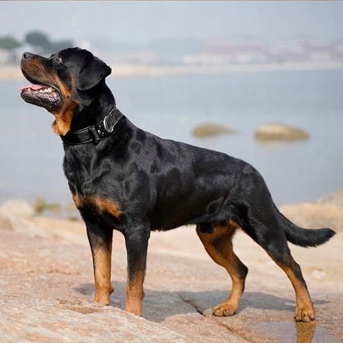 TAKTYCZNA OBROŻA QR DLA PSA MOCNA REGULOWANA POLICYJNA MOCNA 40-55cm L 4cm na Arena.pl