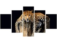 OBRAZ DZIKI KOT LAMPART