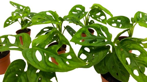 MONSTERA MONKEY MASK 15 cm na Arena.pl