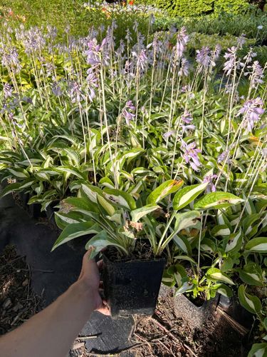 Funkia Hosta 'Risky Business' Doniczka 2.0L Biało zielone liście na Arena.pl