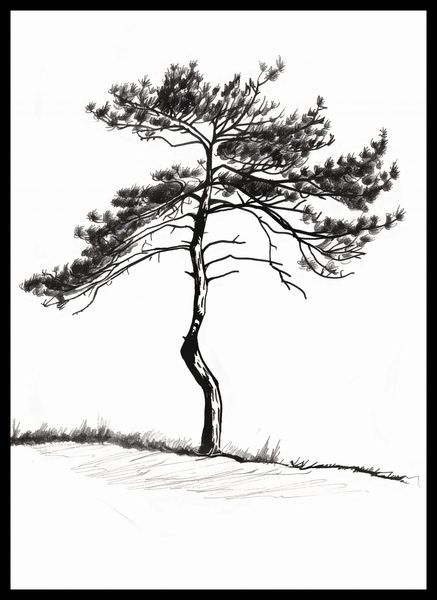 Plakat 39,5x55cm Samotna Sosna zdjęcie 2