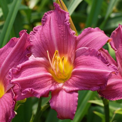 Liliowiec 'Summer Wine' Jasnoróżowy (Hemerocallis) Doniczka 2.0L na Arena.pl