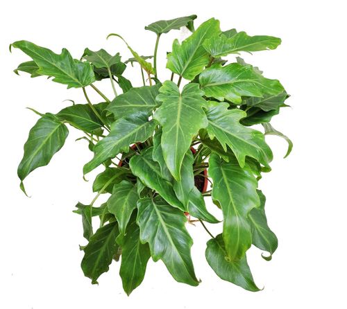 Filodendron XANADU (PHILODENDRON) 50 cm na Arena.pl