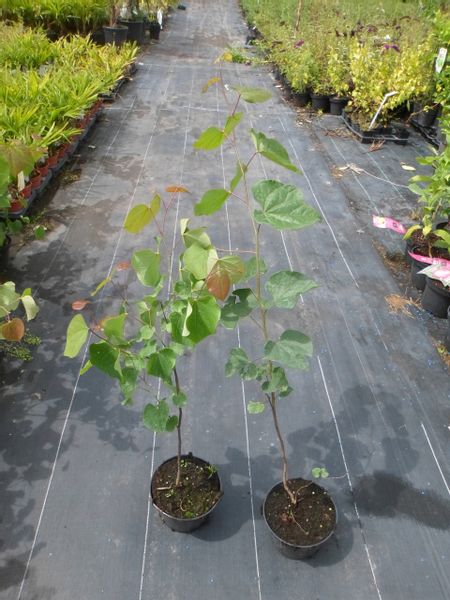 Judaszowiec kanadyjski 50-70cm C1.5 zdjęcie 7