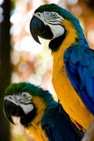 FOTOTAPETA ZWIERZĘTA PAPUGI NATURA NA WYMIAR