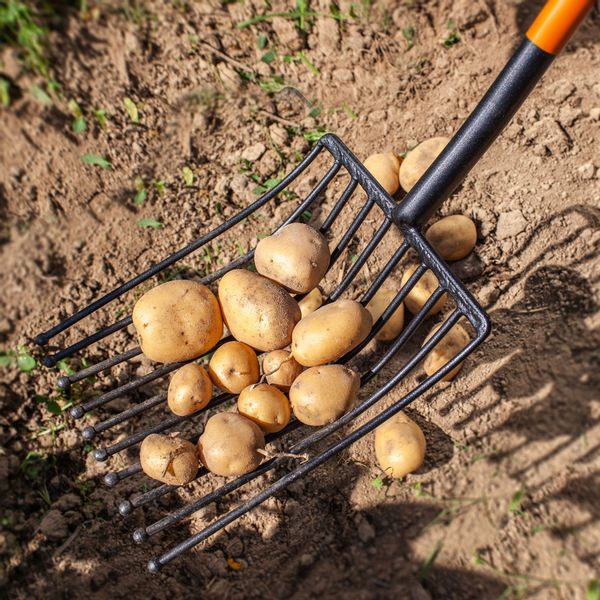 Widły Gable 10-Zębne Do Ziemniaków Buraków 130cm zdjęcie 2