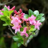 Różanecznik hirsutum x micranthum Różowy (Rhododendron) Doniczka 2.0L