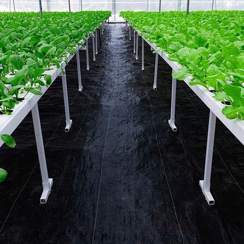 AGROWŁÓKNINA MATA ANTYCHWASTOWA 0,8x100m AGROTKANINA NA CHWASTY 70G MOCNA na Arena.pl