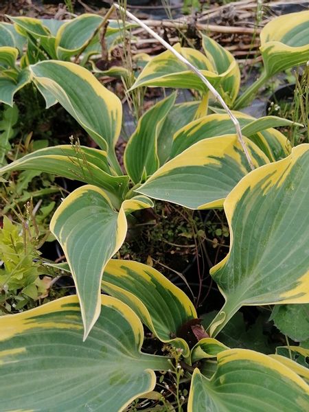 Funkia First Frost hosta ozdobne liście zdjęcie 4