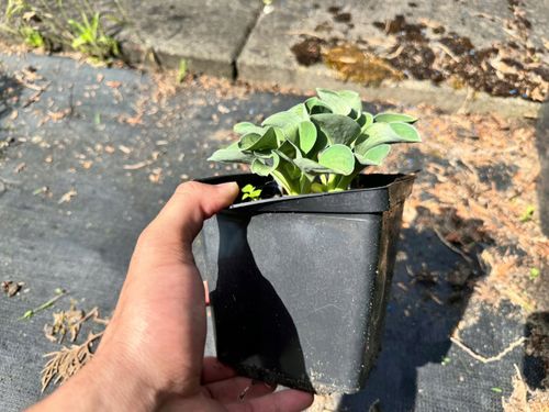 Funkia Hosta 'Blue Mouse Ears' W DONICZCE 2L, NIEBIESKIE LIŚCIE Miniaturka na Arena.pl