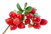 Borówka BRUSZNICA leczniczy OWOC na NALEWKĘ pyszna