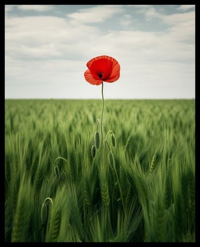 Plakat 40x50cm Samotny Mak na Polu na Arena.pl