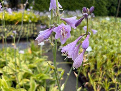 Funkia 'Tom Schmid' (Hosta) Doniczka 2.0L Białe marginesy na Arena.pl