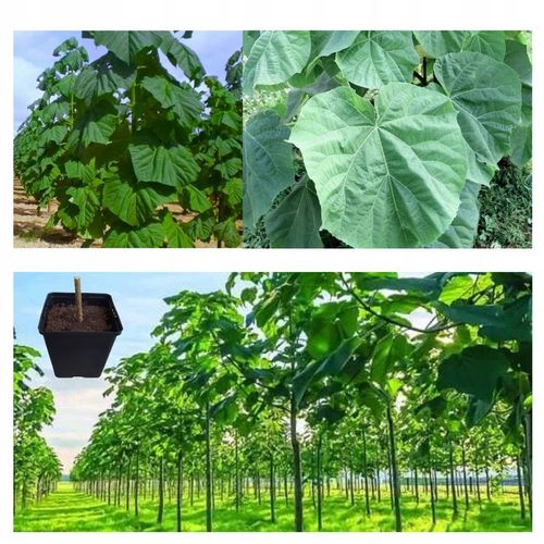 Drzewo tlenowe Paulownia Shan Tong Już zdrewniała przyrost roczny 3 na Arena.pl