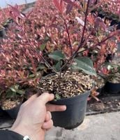 Głogownik RED ROBIN na Piękny Zimozielony Żywopłot 15-30cm P9 Rozkrzewiony