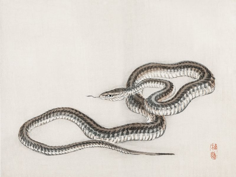 Plakat 100x75cm Snake, Kōno Bairei zdjęcie 1