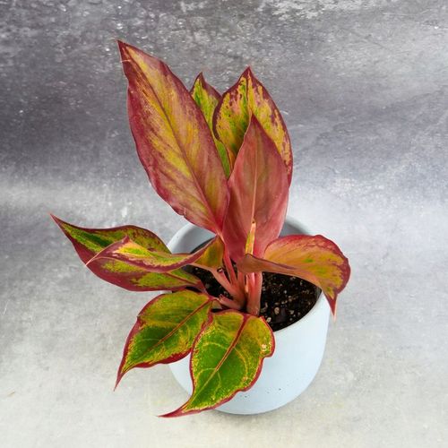 AGLAONEMA Crete FLAMES Red d9cm Niesamowicie wybarwiona PŁOMIENNA na Arena.pl