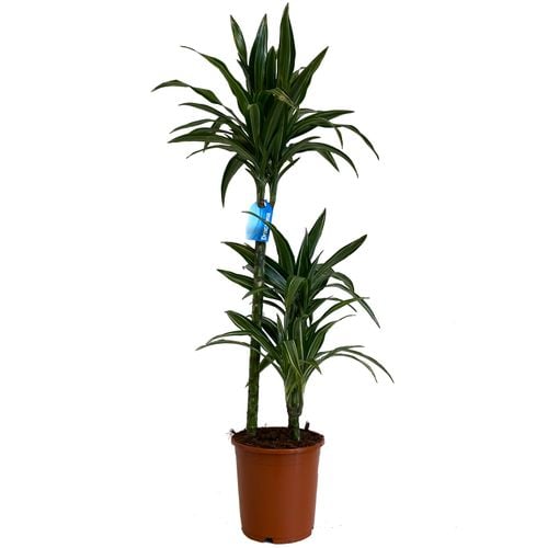 Dracena ULISES 105 cm na Arena.pl