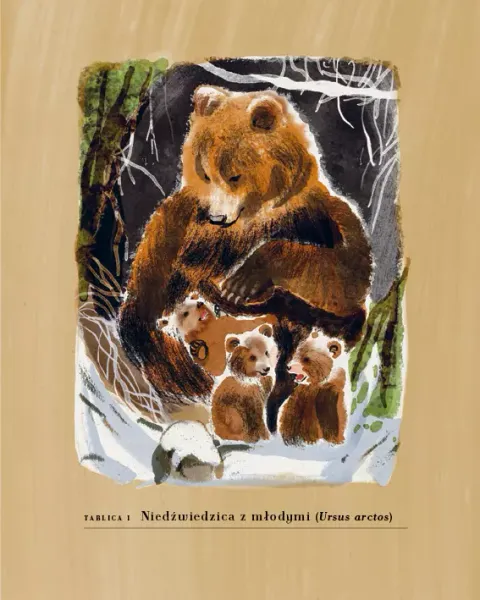 Hajda. Beskid bez kitu zdjęcie 2