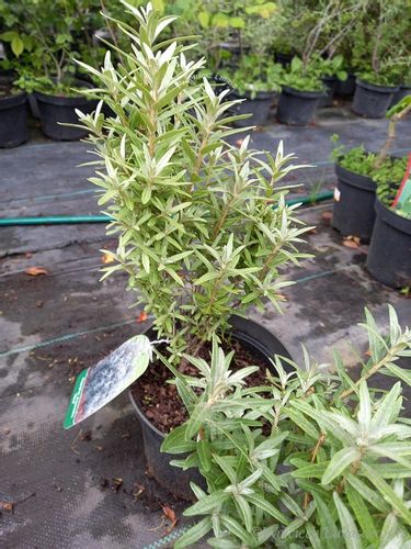 Rokitnik Hikul pełne witamin na Arena.pl