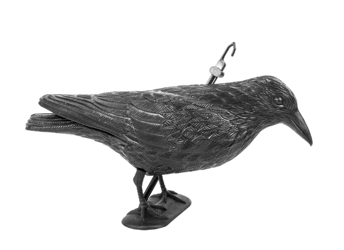 kruk do odstraszania ptaków | 731004 zdjęcie 1