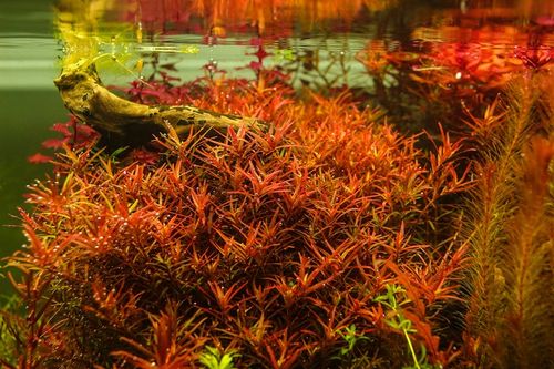 Rośliny do akwarium Rotala H'Ra PIĘKNA RARYTAS na Arena.pl