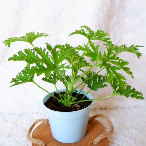 GERANIUM ANGINKA Pelargonium graveolens don.13cm na Arena.pl