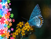 Puzzle tradycyjne Zwierzęta - Motyl