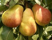 Grusza KLAPSA dobrze nam znana PYSZNA FAWORYTKA