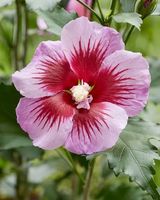Hibiskus Tower Purple 40 CM