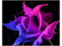 40X50CM RÓŻA FARB JAKUB BANAŚ OBRAZ