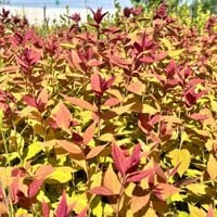 Tawuła japońska 'Macrophylla' (Spiraea japonica) Doniczka 2.0L