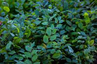 GRAB POSPOLITY sadzonka na żywopłot 60-100 cm 100 sztuk