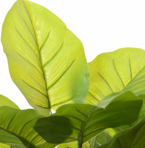 Pothous drzewko na Arena.pl