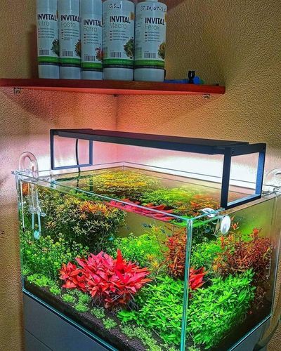 INVITAL Macro 500 ml na Arena.pl