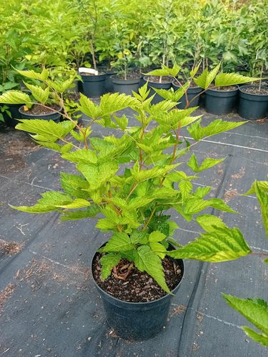 Malina okazała Olympic Double - Rubus spectabilis na Arena.pl