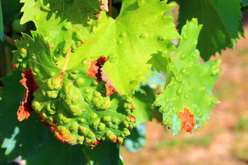 MAGNICUR ENERGY Previcur 840 SL Grzybobójczy 100ml na Arena.pl